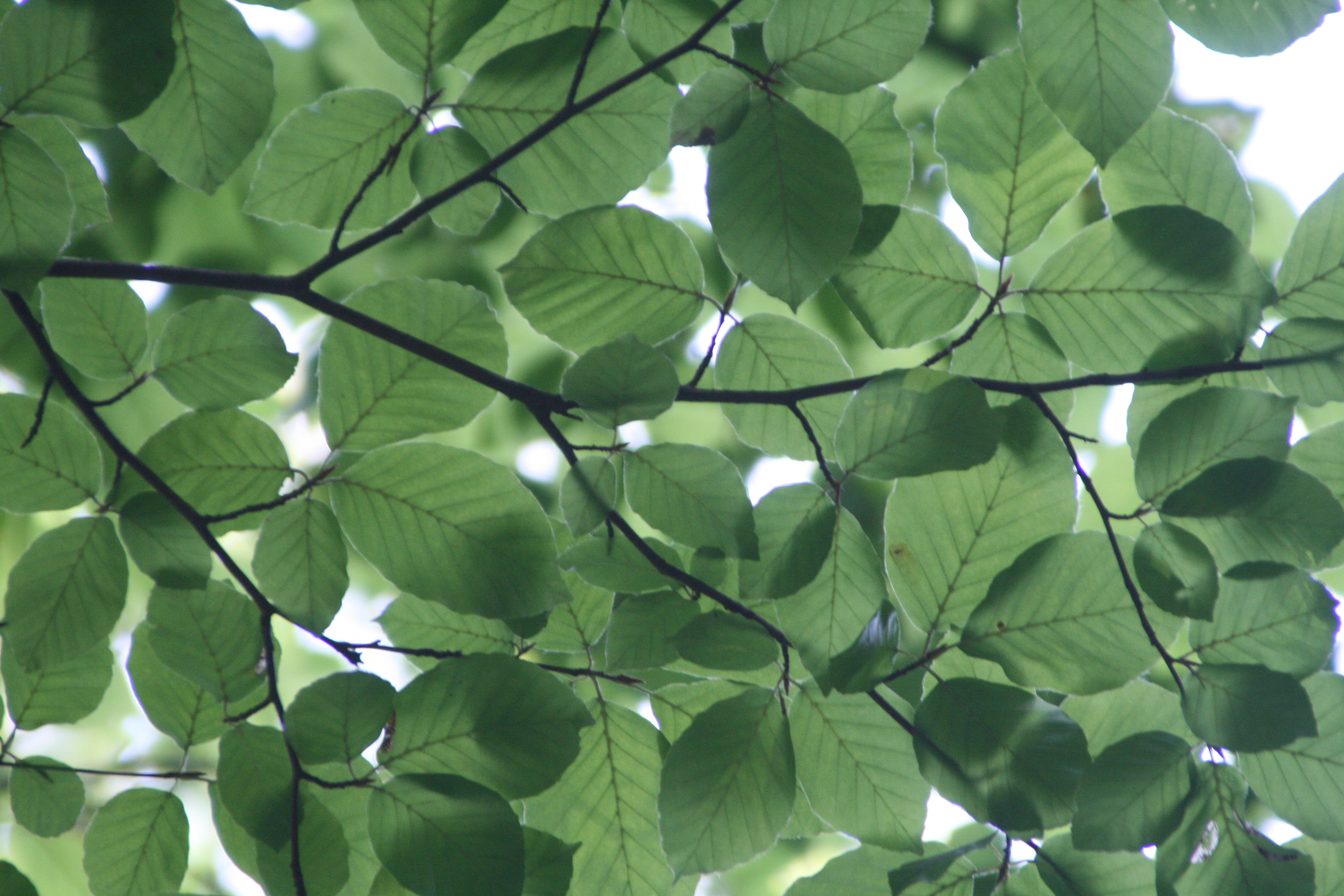 Tree, leaf