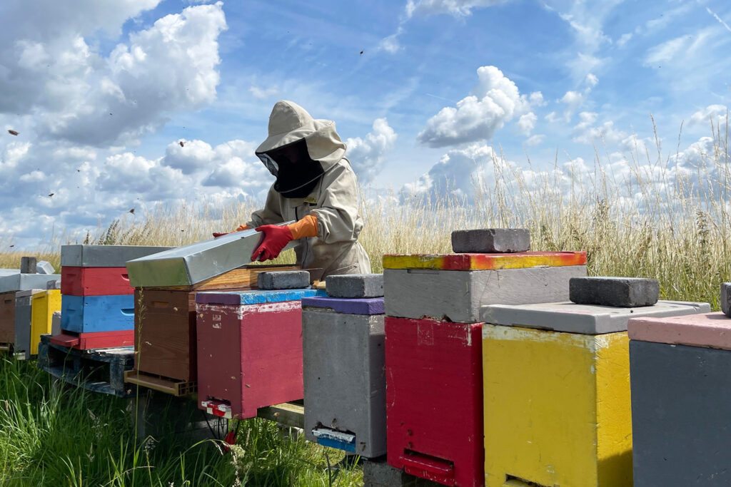 A beekeeper for BeeOdiversity attends multi coloured beehives.