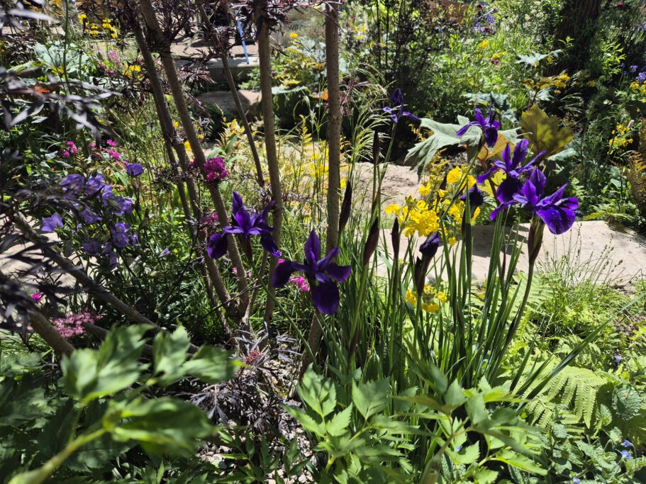 Flowers in the Avanade Intelligent Garden at the 2025 Chelsea Flower Show