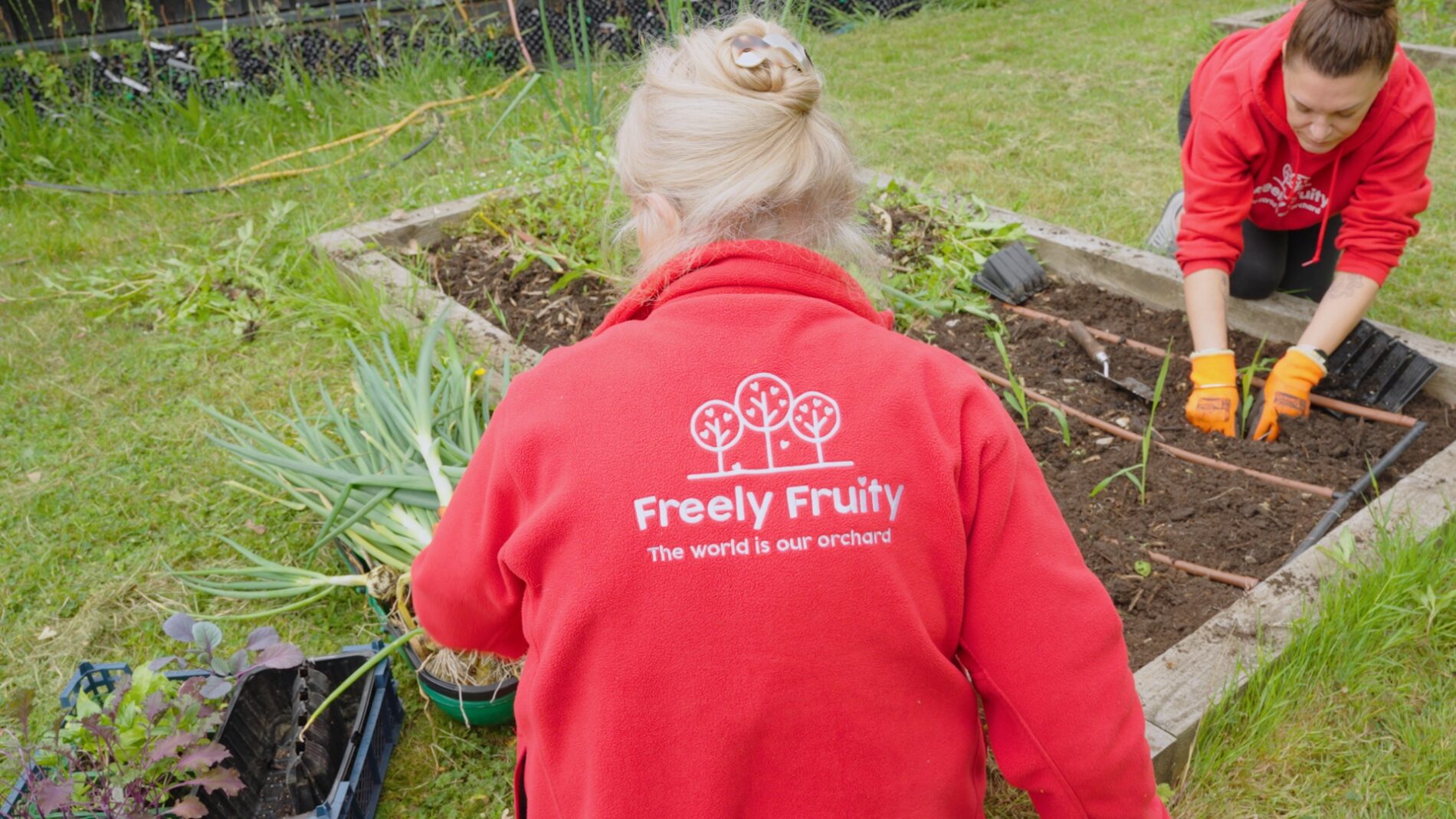 Freely Fruity volunteer planting in a garden